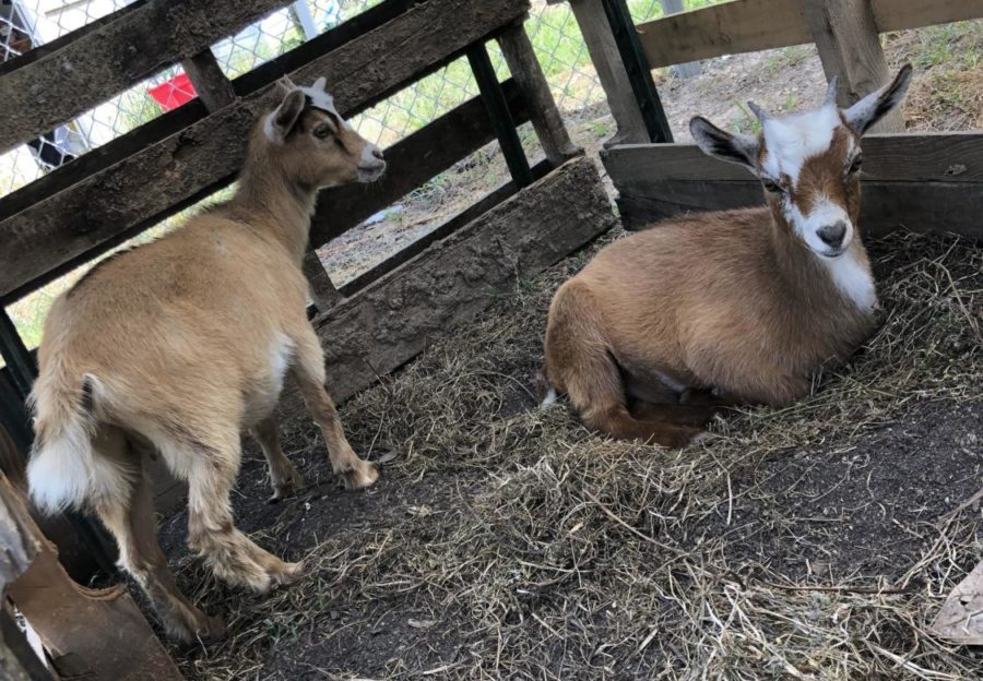 Two pygmy goats have recently joined Wakefields family.