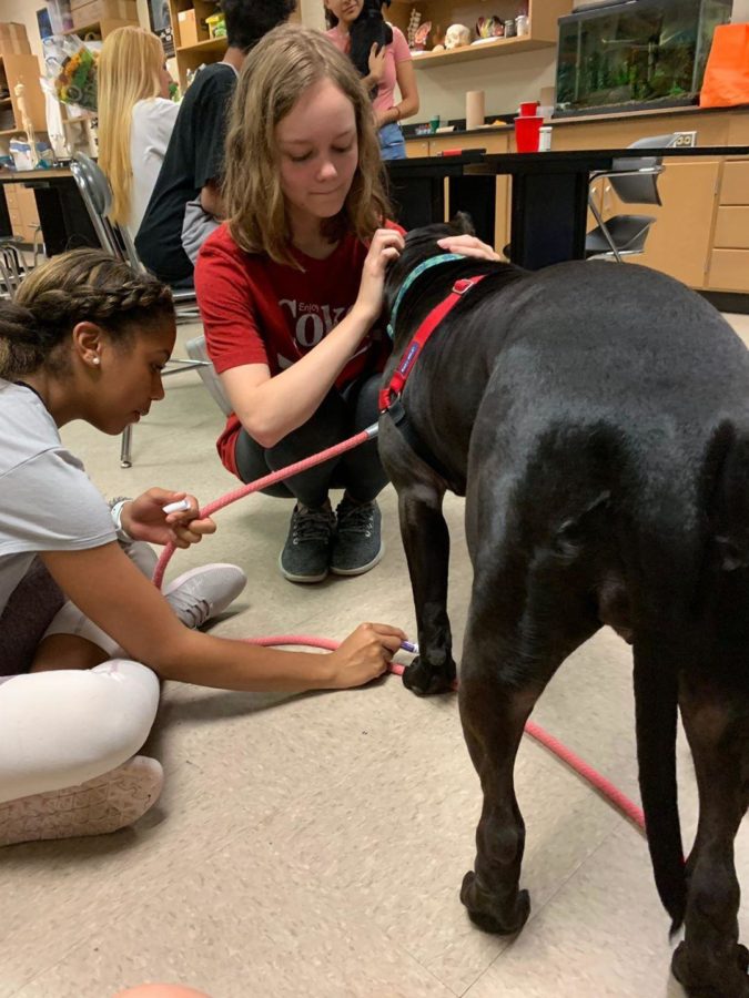A large great dane gets some attention from a student. 