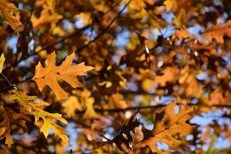 fall oak leaves sky (1)