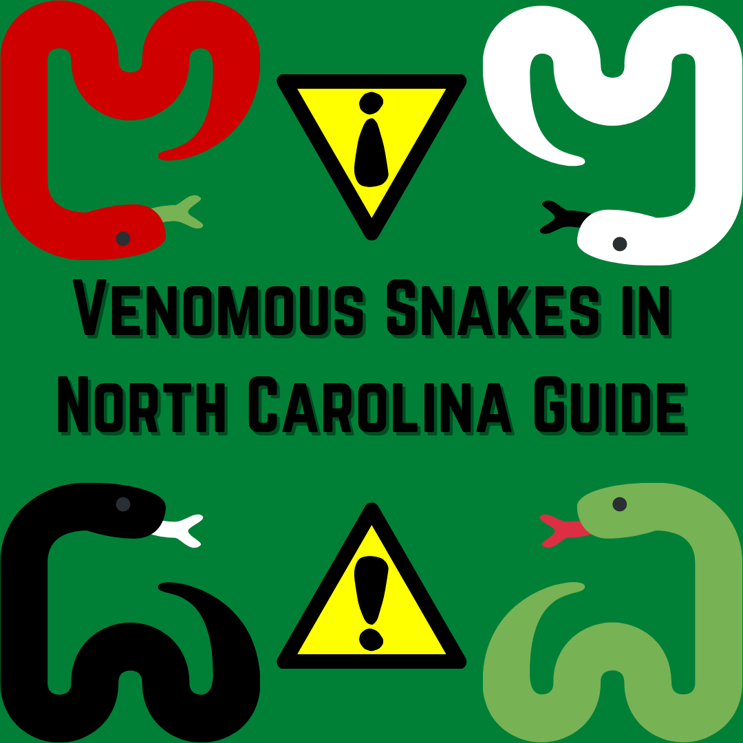 Venomous Snakes Of North Carolina Guide – The Howler