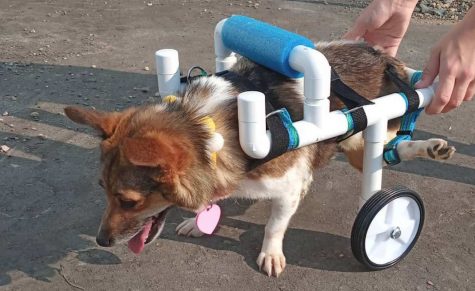 A disabled dog learns how to walk around in its new wheelchair.