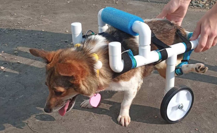 A+disabled+dog+learns+how+to+walk+around+in+its+new+wheelchair.
