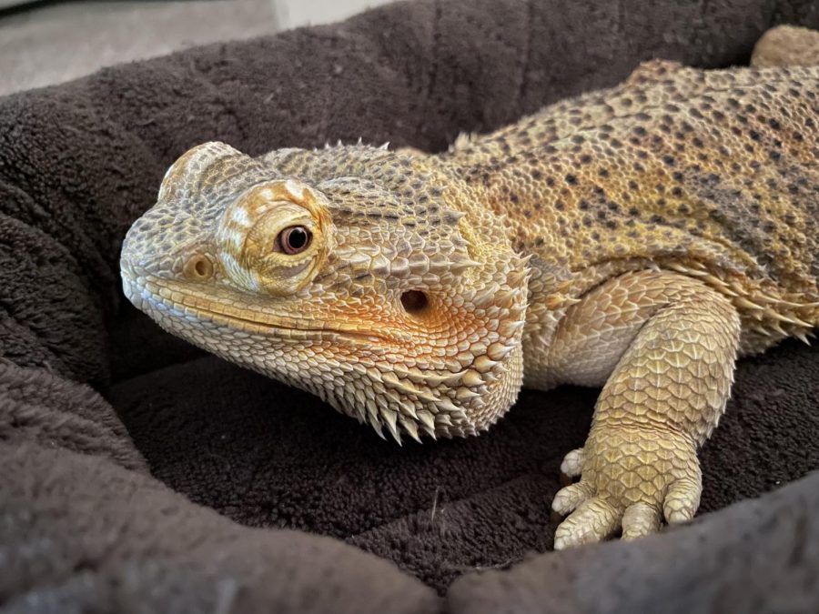 Spikey the Bearded Dragon wakes up after a restful nights sleep and prepares to get ready for the day.
