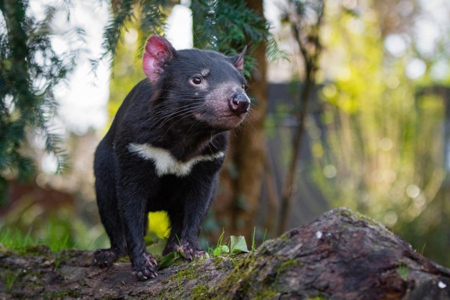 Births of Tasmanian Devils hit new milestones