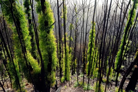Australias Fire-Ravaged Forests Are Recovering courtesy of Nathan Rott Creative Commons