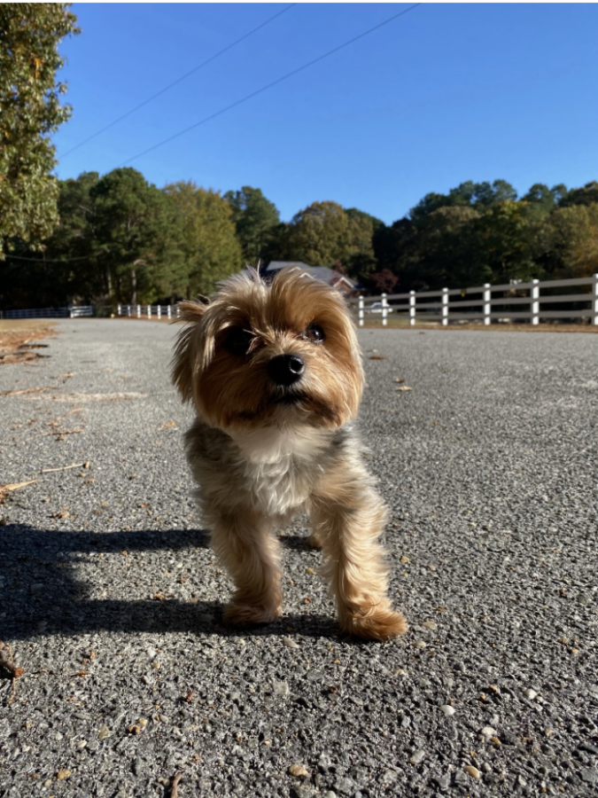 Teddy going on his daily walk in Goldsboro, NC.