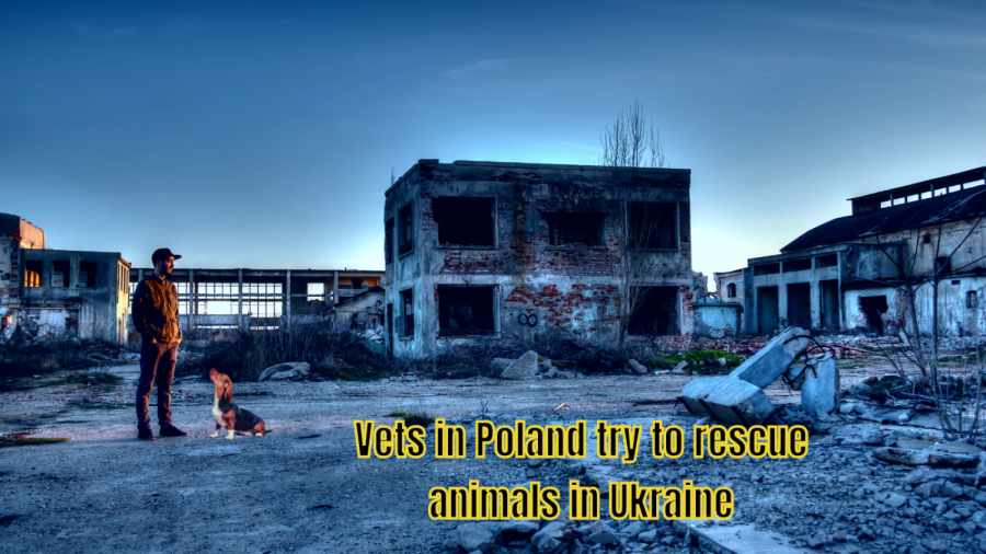 Pet+owners+in+Ukraine+are+being+forced+to+say+goodbye+to+their+best+friends+because+of+the+Russian+invasion.