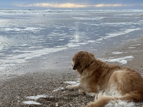 Piper, the golden retriever, sits in the sand and watches a seagull as she takes in the beautiful sunset at North Topsail Beach.