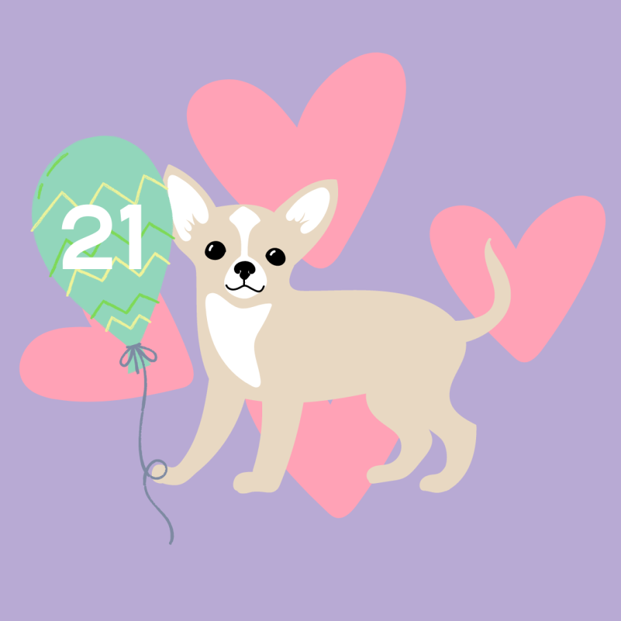 A local Floridian chihuahua has turned 21, setting a new record for dogs everywhere.