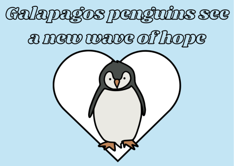 The endangered species of penguins native to the Galapagos Islands is finally seeing a new wave of hope. Due to the creative efforts of biologists, theyve gained a new spot to reside in that may save them in the long run.