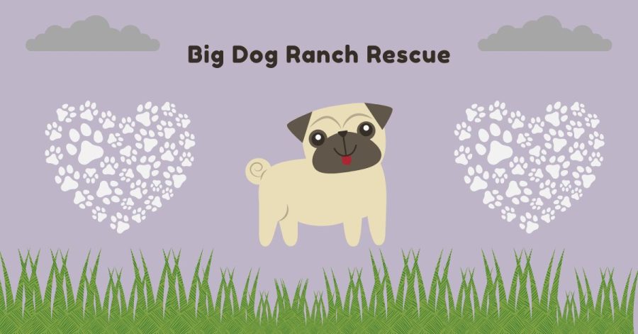 Big Dog Ranch Rescue Shelter, the largest no-kill animal rescue known to America, just opened in Alabama. This new facility provides a great deal of hope for dog lovers everywhere. 
