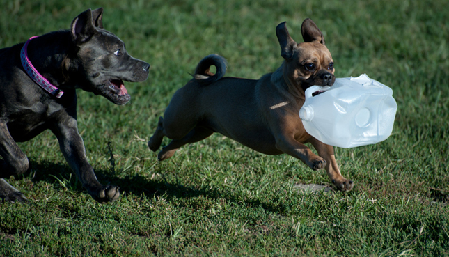 A dog carries an empty milk jug. 