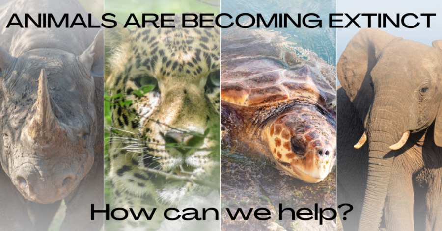 Animals are becoming extinct at an alarming rate, and they need our help. It is not too late to step in and change the fate of these animals lives.