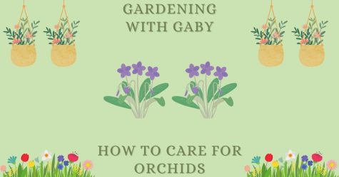 Watch this short video to learn about how to care for orchids. You will learn about the ice watering method, as well as the benefits for owning these flowers. See you next time to learn about caring for other house plants!