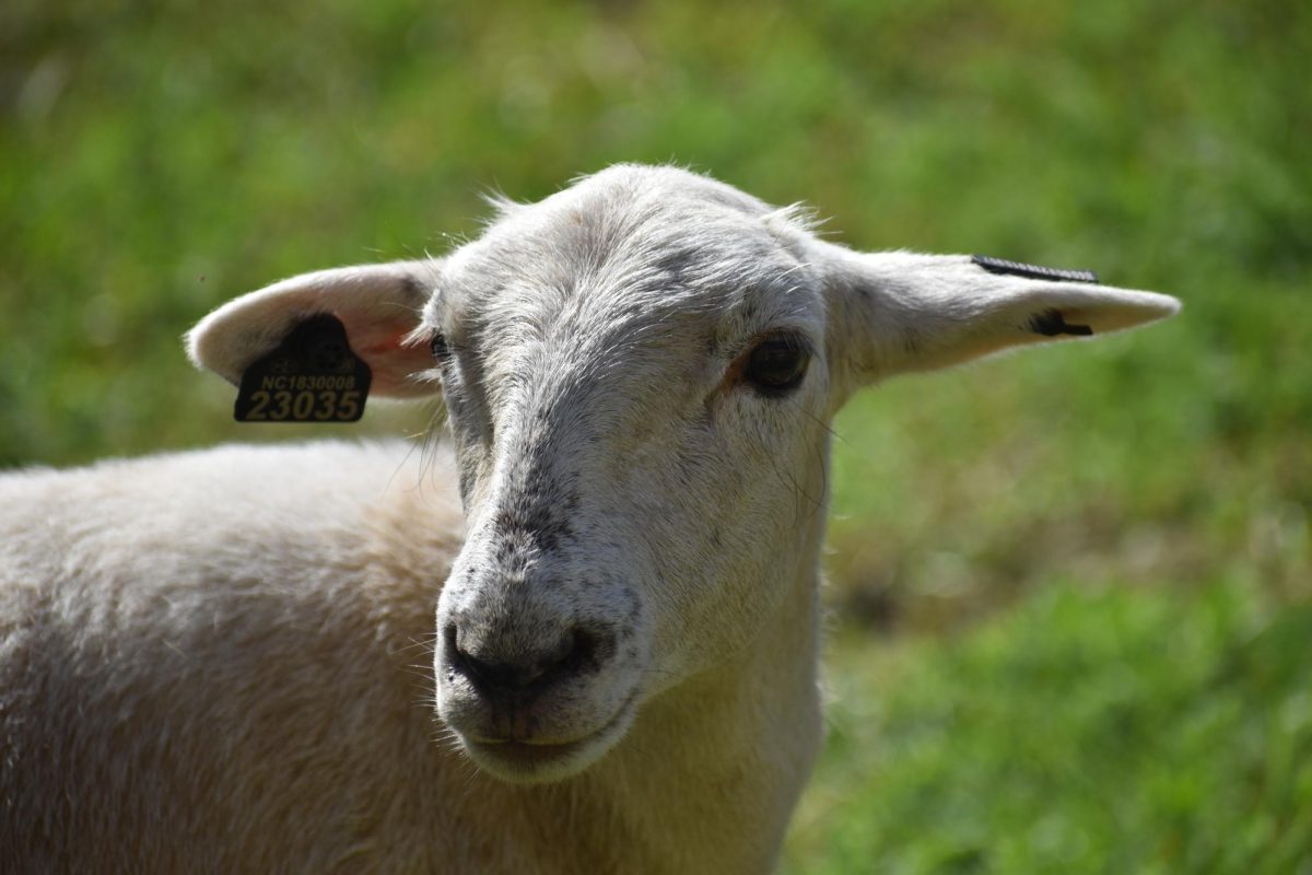 A bird catches Maple the sheeps eye. Maple has been part of Wakefields animal science family since the beginning of the 2023 school year.