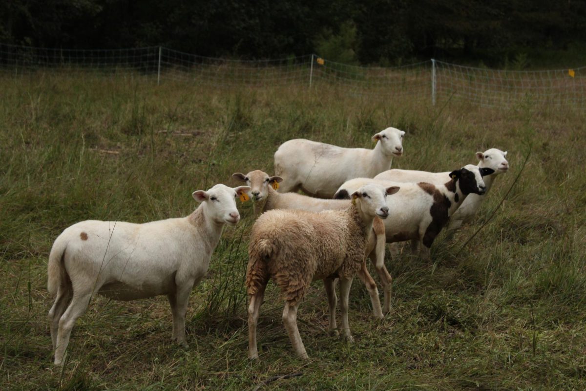 Six ewes standing on their pasture. Campbell-Lamb sheep are crosses between Katahdin and Dorper. 