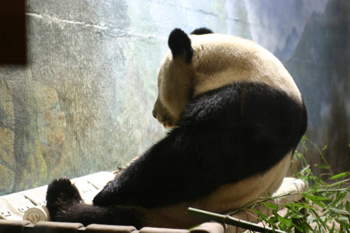 Tian Tian, one of the panda bears at the Washington, D.C. National Zoo, loves to have an icy treat and sit on her bed. After finishing her snack, she decided to sit and stare at the wall, preparing for her big journey to China in a few months.

(Photo Courtesy of Alexandra Cazin)