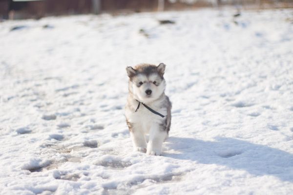 A husky puppy plays in the snow. Huskies are one of the oldest breeds of dogs.