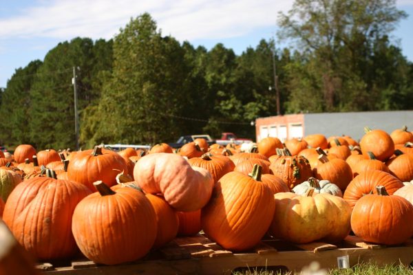 After a rainy morning, the sun comes out to shine on the pumpkins at the North Wake Fire Station 2. The pumpkin patch opened Oct. 7, and with over 2,000 pumpkins, you are sure to find one to love.