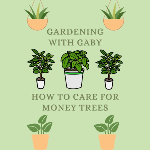 Tune in to episode three of Gardening with Gaby to learn more about caring for Money Tree plants. Money Trees are an excellent plant to bring into your home garden this fall. 