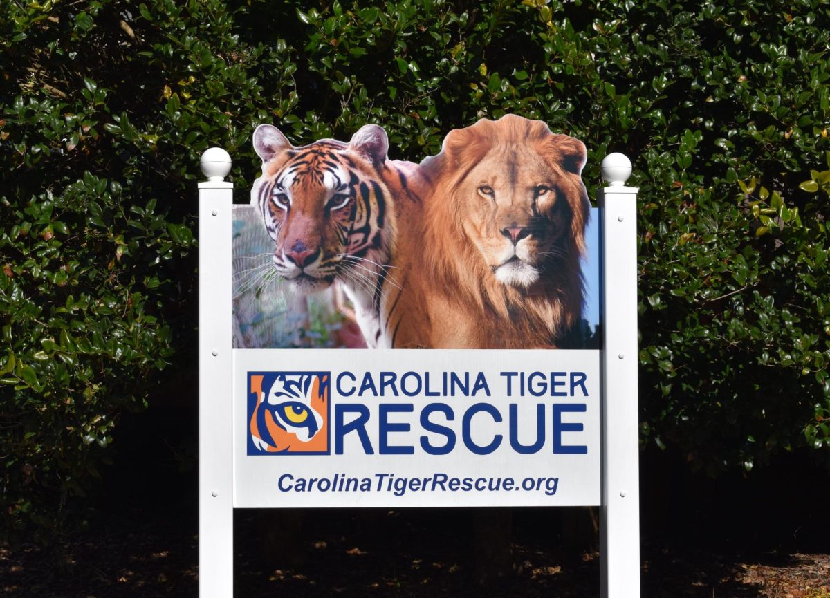 Carolina+Tiger+Rescue+is+one+of+the+thousand+animal+centered+non-profits+in+North+Carolina+working+to+protect+wildlife.+Creatures+from+raccoons+to+tigers+call+this+sanctuary+home%2C+and+they+have+been+part+of+numerous+animal+rescues+nationwide.+