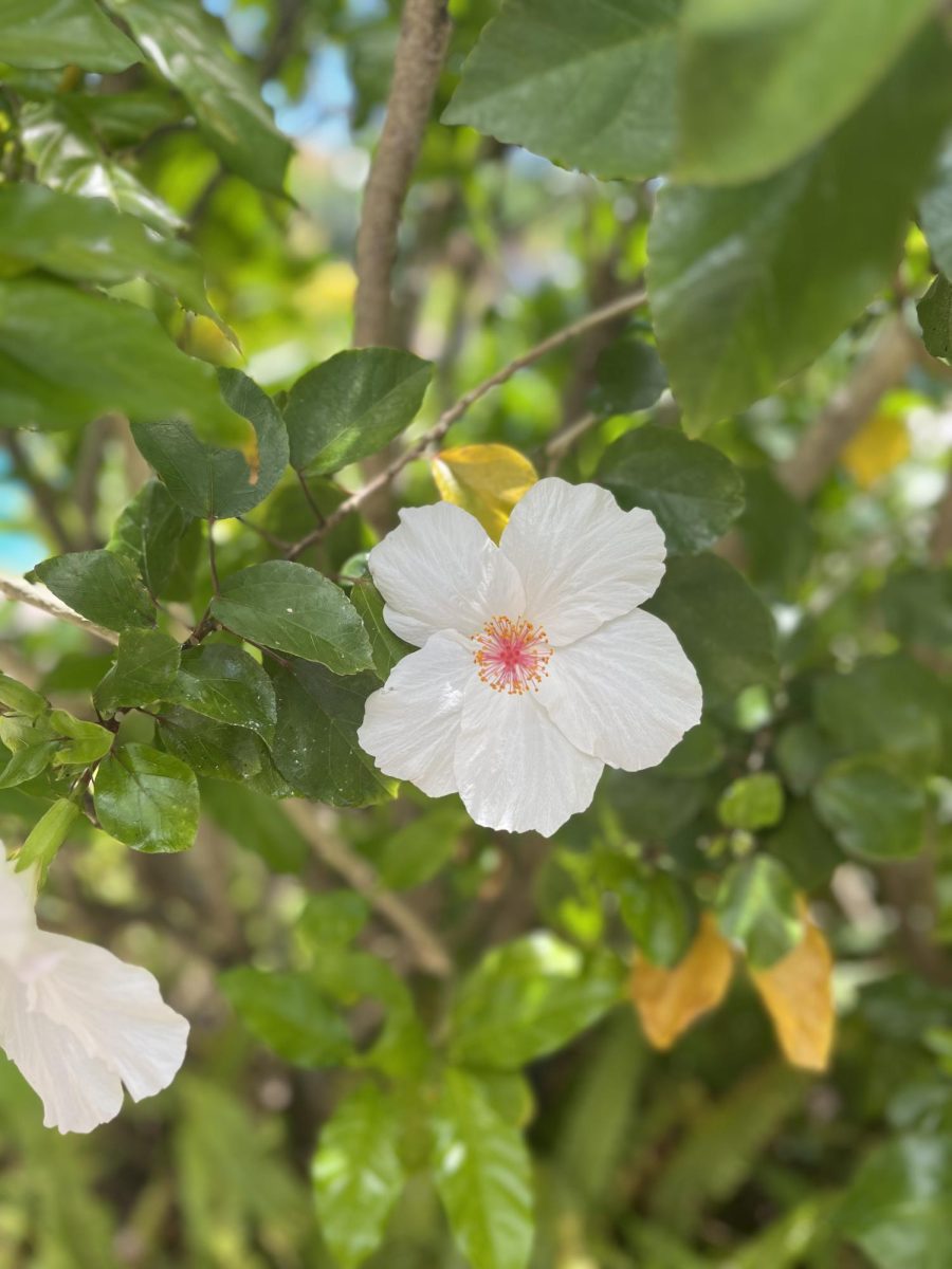A beautiful Hawaiian White Hibiscus spotted along the beach. The vibrant colors make it impossible to pass by without taking a closer look. 