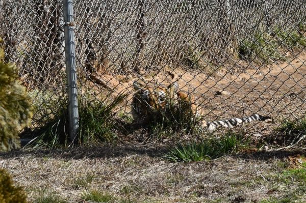 Can you spot Carolina? This tiger arrived at Carolina Tiger Rescue in 2016, coming from a facility in Colorado. Carolina, like the bobcat Talon, was in the largest rescue the sanctuary has been apart of. 