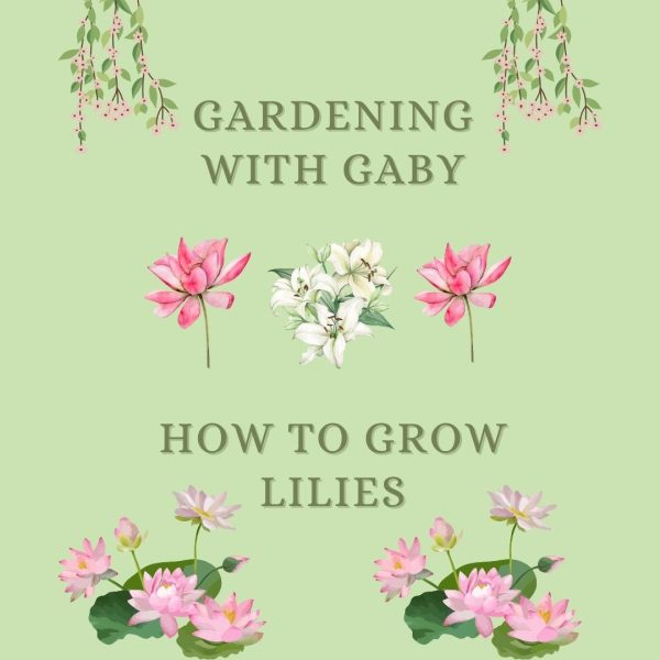 Tune in to episode four of Gardening with Gaby to learn about how to plant lily bulbs and care for them. Lilies are a wonderful flower to add to your garden this spring.  