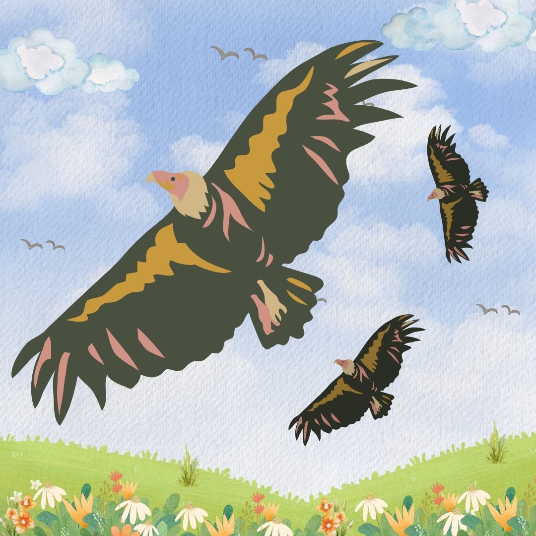 Nature’s clean-up crew: the vital role turkey vultures play in ecosystems