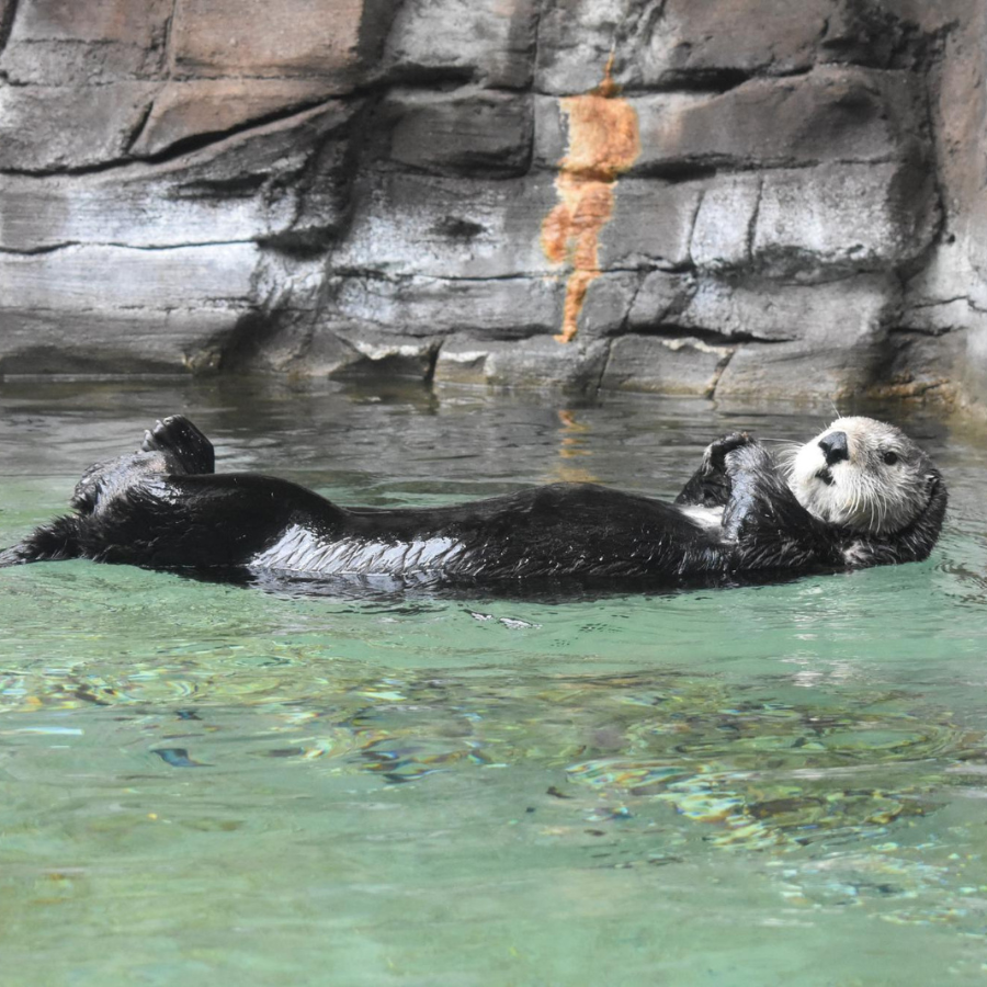 The California sea otter floats on his back in the Seattle Aquarium. Moments before, he was rubbing his face with water to help clean himself.

(Photo Courtesy of Alexandra Cazin)