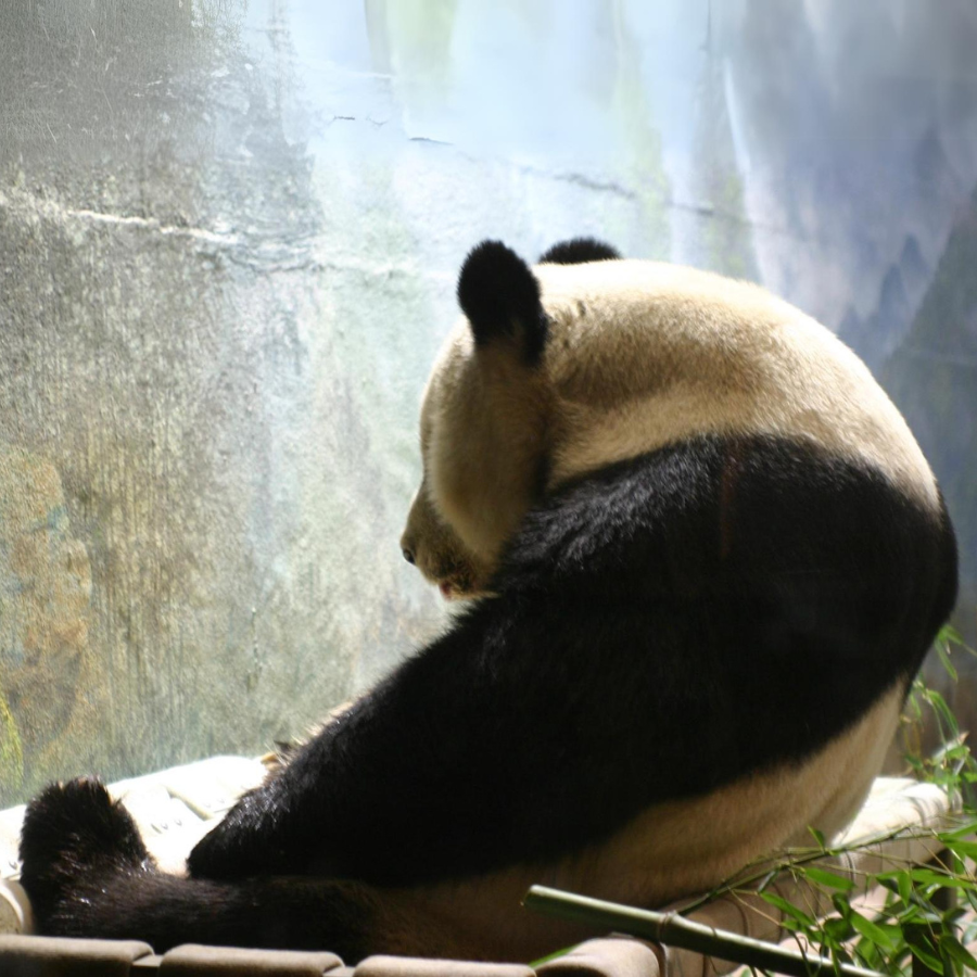 Tian Tian, one of the panda bears at the Washington, D.C. National Zoo, loves to have an icy treat and sit on her bed. 

(Photo Courtesy of Alexandra Cazin)
