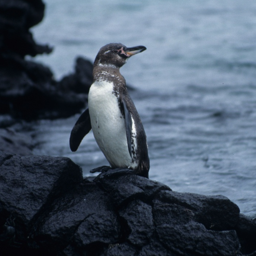 The Galápagos penguin is the only penguin species to live on the equator, and is actually the smallest South American penguin.

(Photo Courtesy of Derek Keats via Flickr)