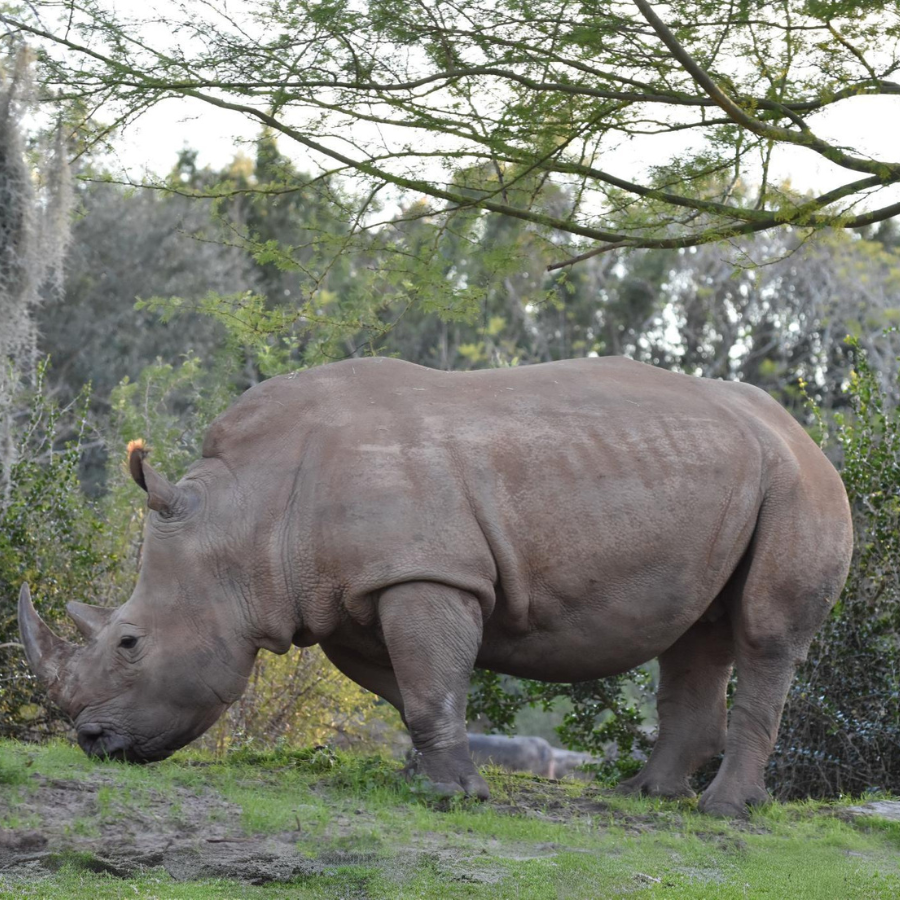 Located at Animal Kingdom in Disney, this white rhino gracefully grazes in the field.

(Photo Courtesy of Alexandra Cazin)