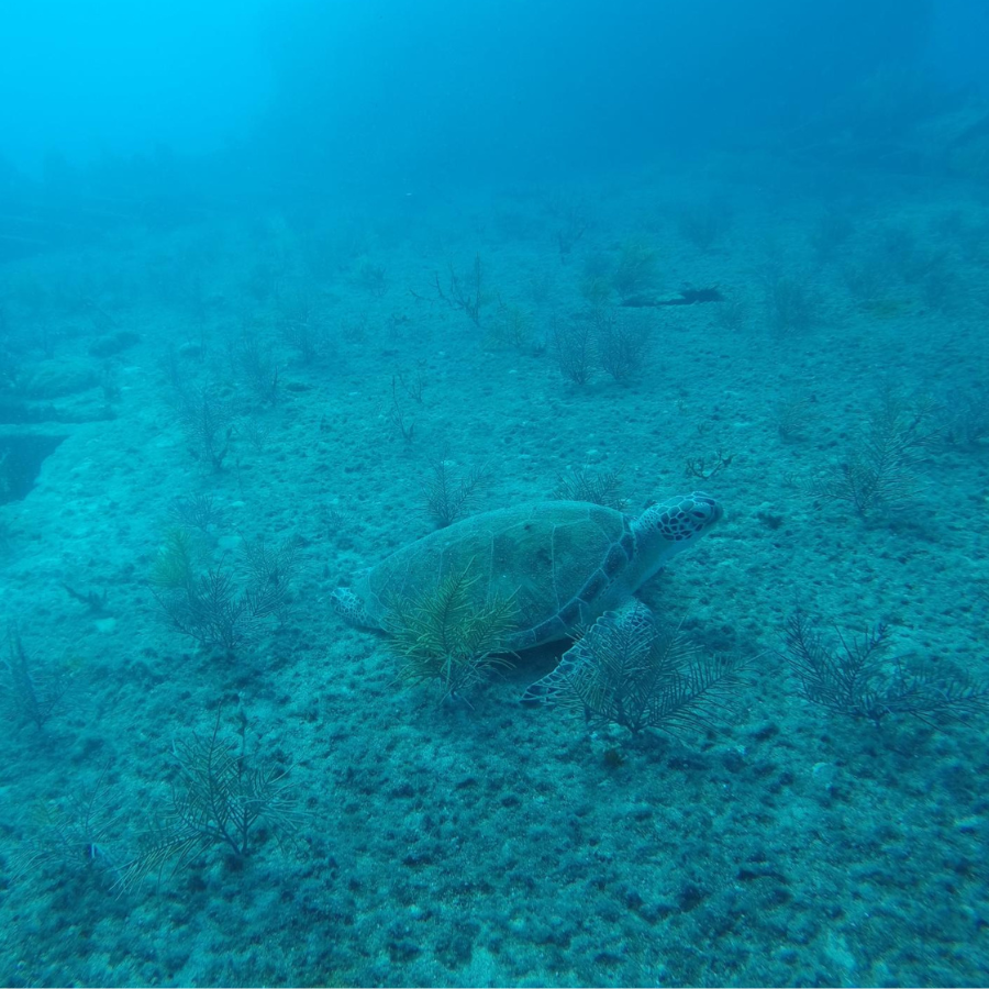 This green sea turtle sits on top of a shipwreck in the Florida Keys. The turtle sat with the divers for ten minutes before swimming off. 

(Photo Courtesy of Alexandra Cazin)