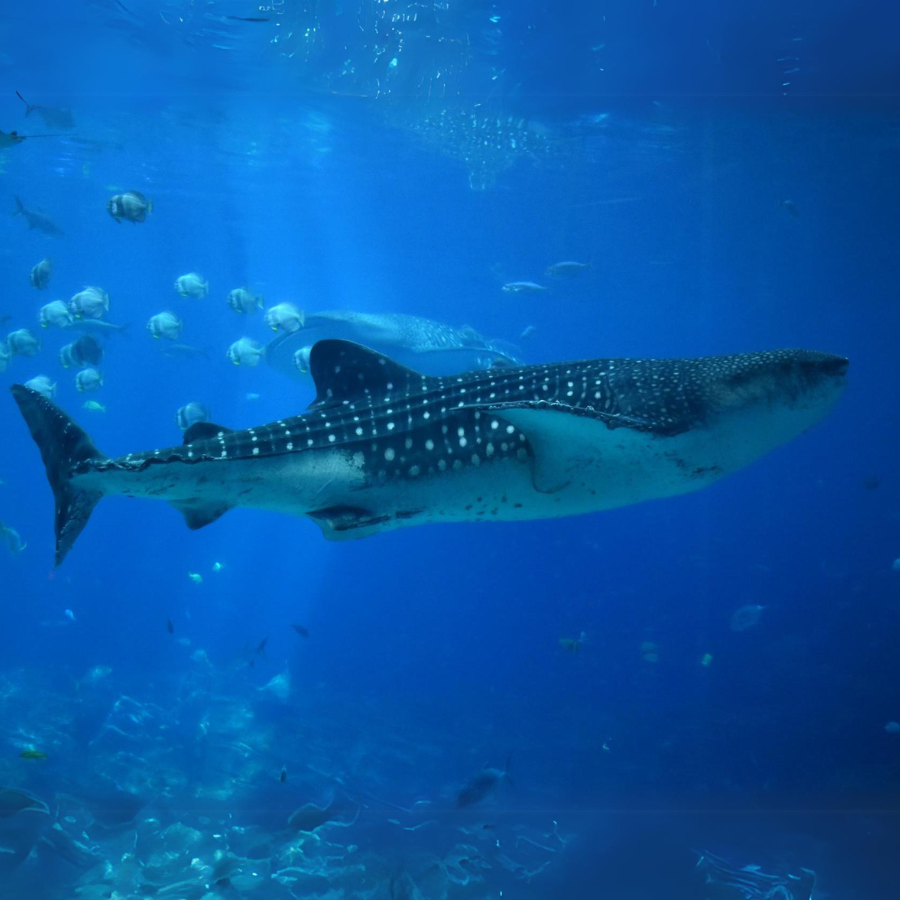 Whale sharks are known as graceful giants, and this Georgia Aquarium shark embodies that. The Georgia Aquarium is the only aquarium in the United States with whale sharks. 

(Photo Courtesy of Alexandra Cazin)