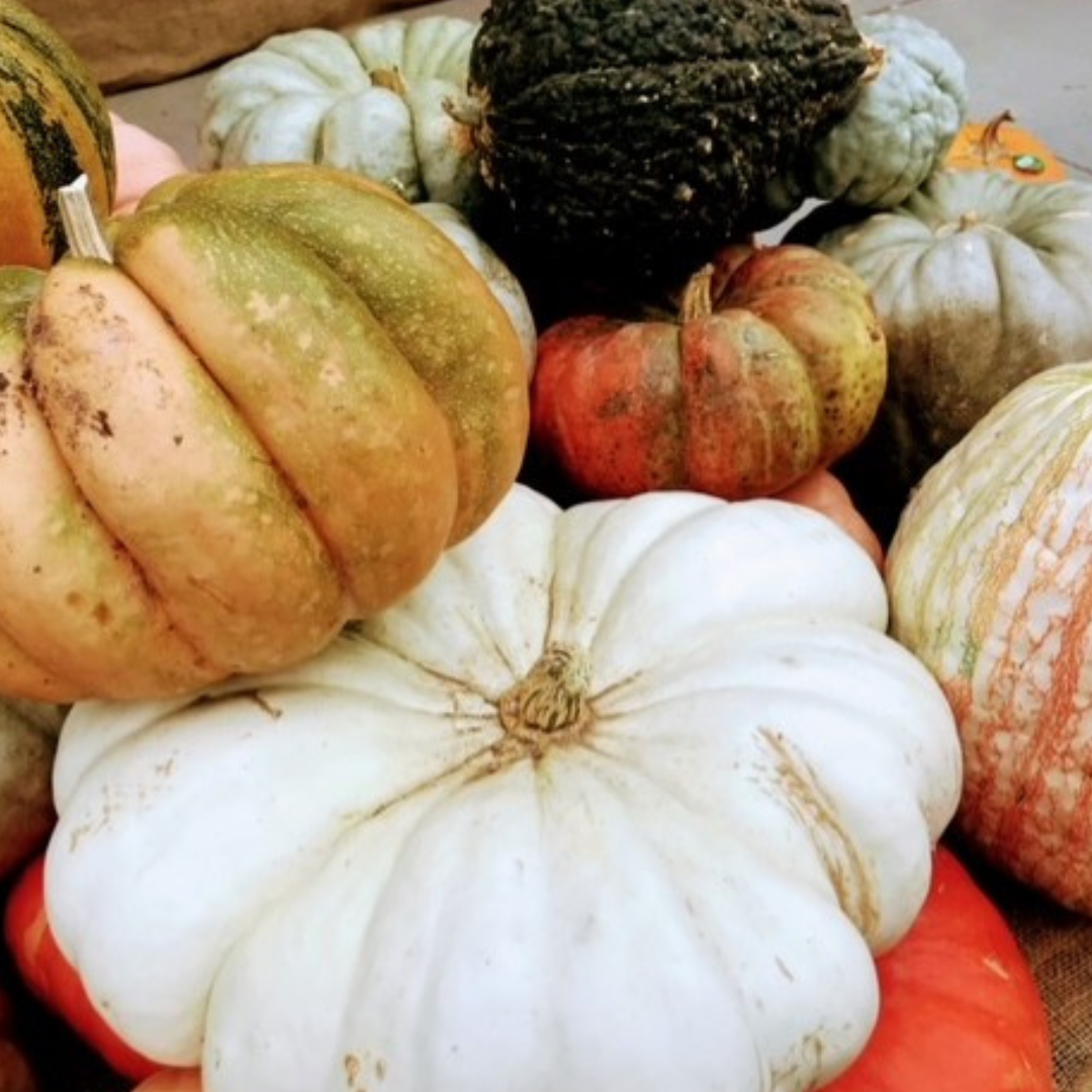 The ugly pumpkin trend is becoming increasingly popular among farmer’s markets across the country. With their interesting colors, shapes and textures, ugly pumpkins are a fun way to get into the fall spirit. 