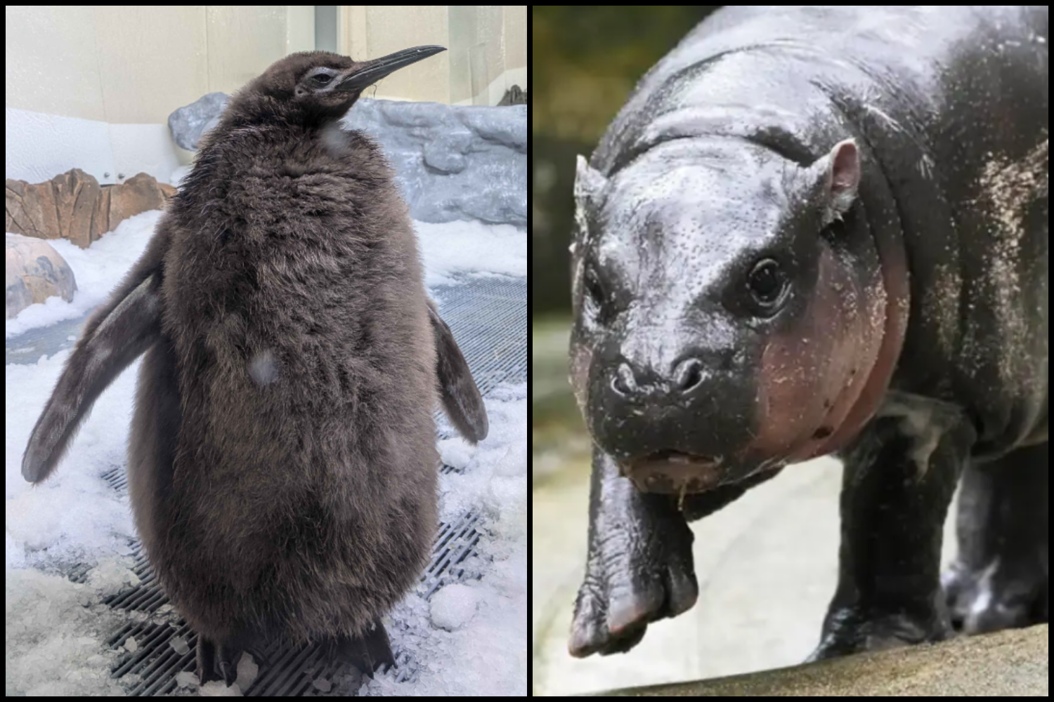 Pesto the penguin and Moo Deng the hippo posing for the camera in their enclosures. (Adapted photos courtesy of HoseIsFaucet via Wikimedia Commons and Creative Commons, Free Malaysia Today).