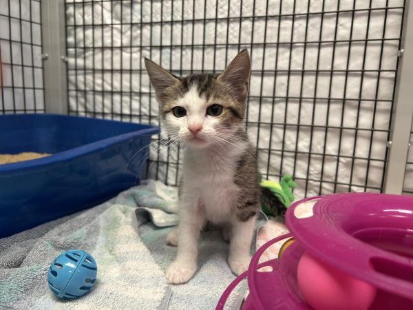 This is Rosemary, one of SAFE Haven For Cats’ many adoptable cats. She, along with many others, was rescued from Florida after Hurricane Milton. 