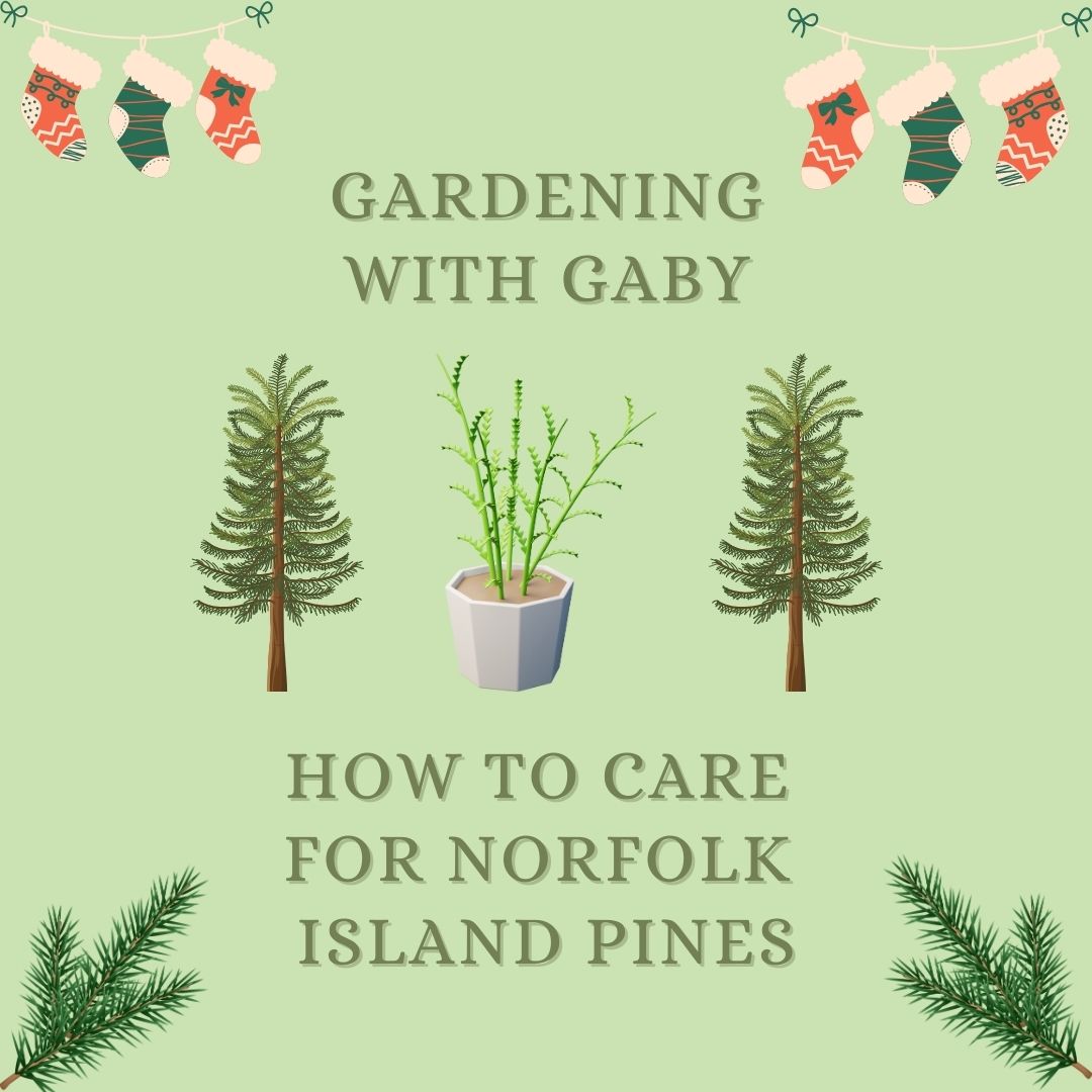 Tune in to episode six to learn about how to care for Norfolk Island Pines. These are beautiful houseplants that can double as mini Christmas trees.